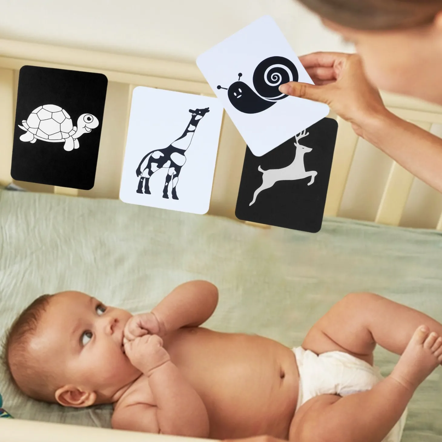 High Contrast Flash Cards 36 Cards - Bundle of Animals And Objects And Vehicles And Patterns